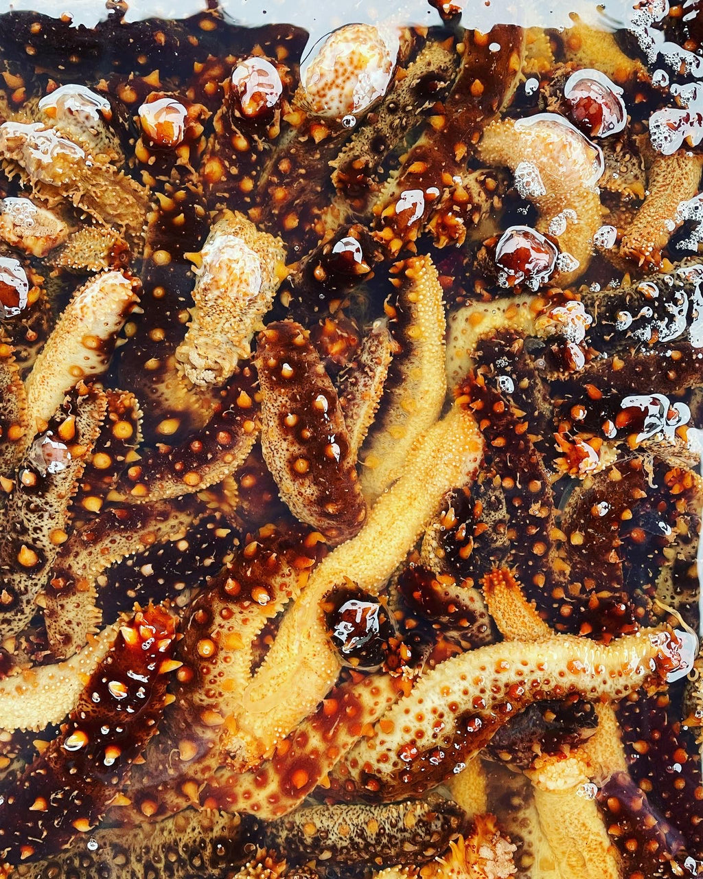 Wild Alaskan Sea Cucumber - Fresh - FREE SHIPPING -