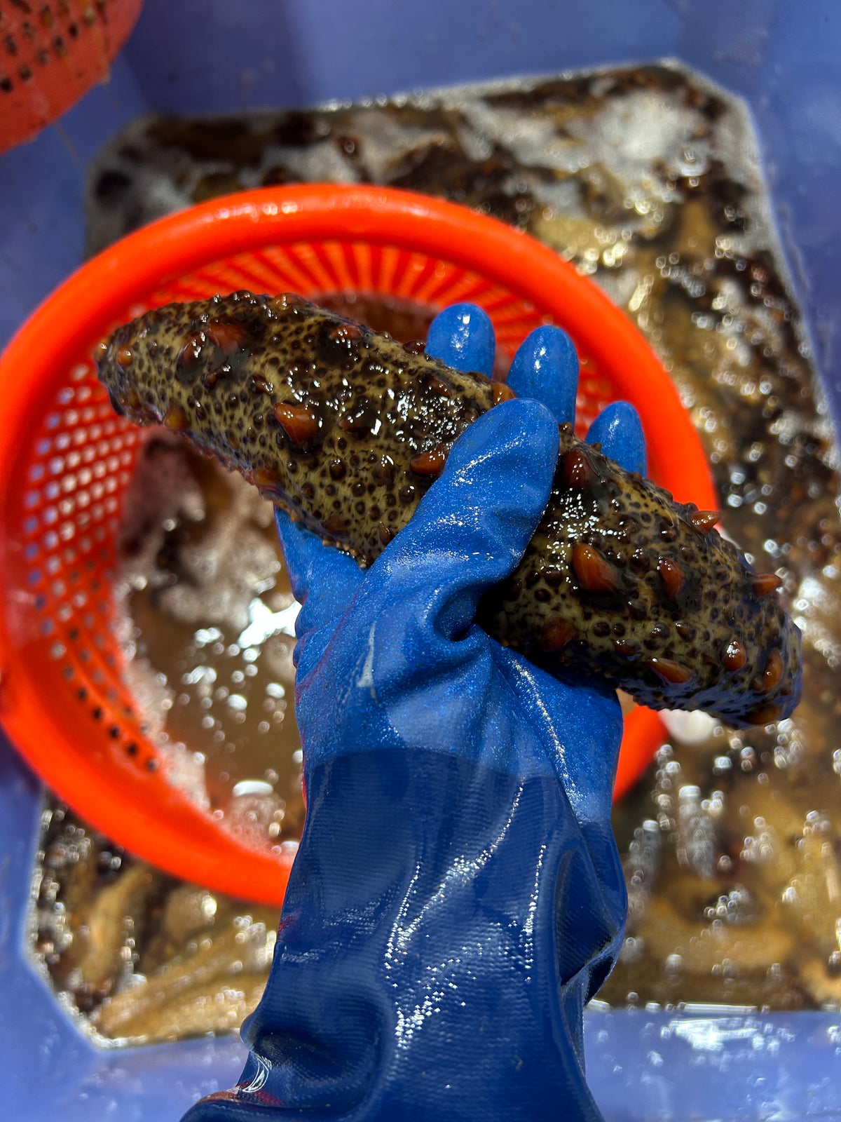 Wild Alaskan Sea Cucumber - Fresh - FREE SHIPPING -