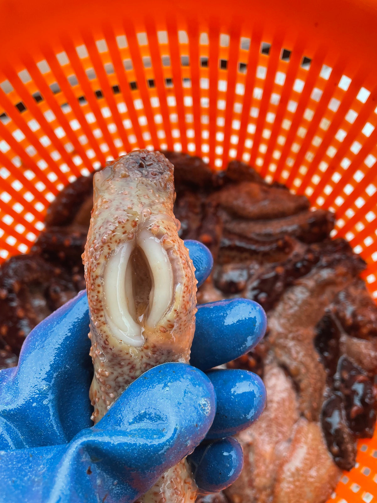 Wild Alaskan Sea Cucumber - Fresh - FREE SHIPPING -