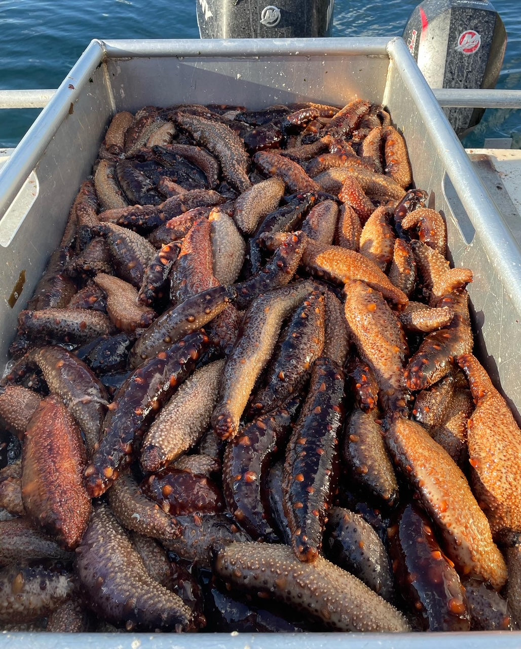 Wild Alaskan Sea Cucumber - Fresh - FREE SHIPPING -