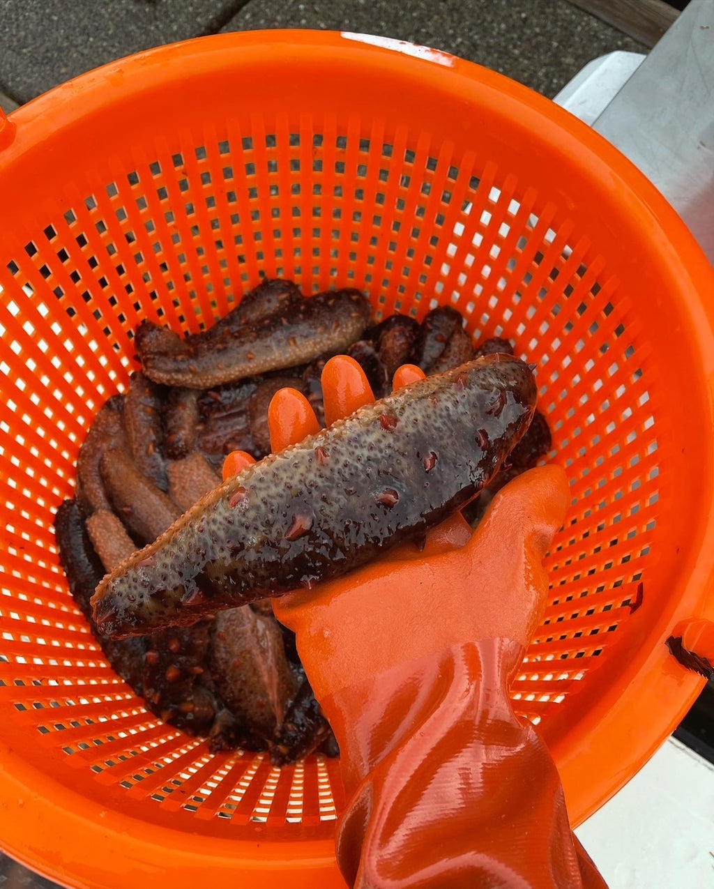 Wild Alaskan Sea Cucumber - Fresh - FREE SHIPPING -